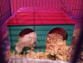 Hamster Evi Plastik Aparat - 1