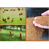 Agrobazaar Ak Üçgül Trifolium Repens Bodur Yonca Tohumu 1 Kg - 1