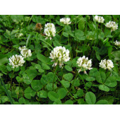 Agrobazaar Ak Üçgül Trifolium Repens Bodur Yonca Tohumu 1 Kg - 2