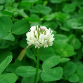 Agrobazaar Ak Üçgül Trifolium Repens Bodur Yonca Tohumu 1 Kg - 3