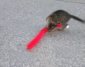 Kedi Tırmalama Fırçası - Kedi Oyuncağı - 4