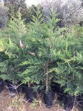 Tüplü Leylandi Fidanı (120-150 Cm) - 1