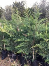 Tüplü Leylandi Fidanı (120-150 Cm) - 2