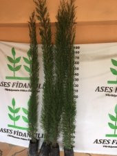 4 ADET 200 CM ÜSTÜ KARA SELVİ FİDANI - 1