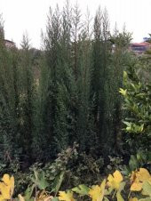 4 ADET 200 CM ÜSTÜ KARA SELVİ FİDANI - 2