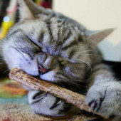 TİNEKE Doğal matatabi kedi çiğneme çubuğu ve oyuncağı 5 adet - 4