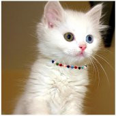 Karışık Renk Kristal Taş Makrome Örgü Kedi Tasması - 1