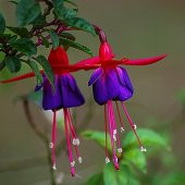 10 Adet L.Kırmızı Küpe Çiçeği Tohumu + 10 Adet Gül Tohumu N11.8167 - 1