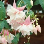 25 Adet Pembe Beyaz Küpe Çiçeği Tohumu + 10Adet Gül Tohumu - 1