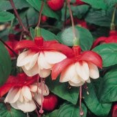 25 Adet K.Beyaz Küpe Çiçeği Tohumu + 10 Adet Gül Tohumu N11.3212 - 1