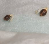 25 Adet Pembe Beyaz Küpe Çiçeği Tohumu + 10Adet Gül Tohumu - 3