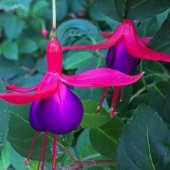 10 Adet L.Kırmızı Küpe Çiçeği Tohumu + 10 Adet Gül Tohumu N11.8167 - 6