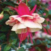 10 Adet B.Pembe Küpe Çiçeği Tohumu + 10 Adet Gül Tohumu N11.4352 - 6