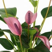 25 Adet Mor Antoryum Çiçek Tohumu +10 Adet Gül Tohumu - 1