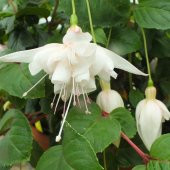 10 Adet Beyaz Küpe Çiçeği Tohumu + 10 Adet Gül Tohumu thumbnail 1