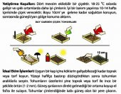 10 Adet K. Mor Küpe Çiçeği Tohumu + 10 Adet Gül Tohumu N11.1455 - 4