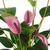 25 Adet Mor Antoryum Çiçek Tohumu +10 Adet Gül Tohumu - 2