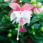 10 Adet Pembe Beyaz Küpe Çiçeği Tohumu +10 Adet Gül Tohumu - 1