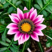10 Adet Pembe Gazanya Çiçeği Tohumu + 10 Adet Gül Tohumu - 1