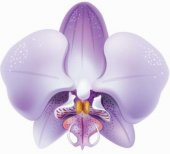 10 Adet Phalaenopsis Lila Orkide Tohumu + 10 Adet Tohum N11.7268 - 1