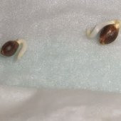 10 Adet Turuncu Gazanya Çiçeği Tohumu + 10 Adet Gül Tohumu thumbnail 7