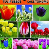 10 Adet Mor Beyaz Lale Tohumu + 10 Adet Gül Çiçek Tohumu - 1