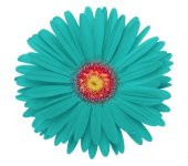 25 Adet Turkuaz Gerbera Çiçeği Tohum + 10 Adet Lale Tohumu - 1