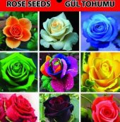 10 Adet Mor Beyaz Lale Tohumu + 10 Adet Gül Çiçek Tohumu - 7