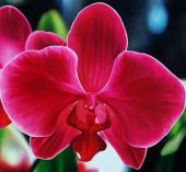 10 Adet Phalaenopsis Kırmızı Orkide Tohumu 10 Adet Gül Toh - 1