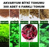 300 Adet 6 Farklı Akvaryum Bitkisi Tohumu + 10 Adet H.Lale Tohumu - 1
