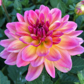 25 Adet S Pembe Renk Dahlia Tohumu + 10 Adet Gül Tohumu N11.5183 - 1