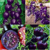10 Adet Mor Domates Tohumu + 10 Adet Gül Tohumu - 1