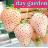 10 Adet Beyaz Renk Çilek Tohumu - 10 Adet Gül Tohumu thumbnail 1