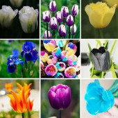 100 Adet Karışık Lale Tohumu + 10 Adet Gül Tohumu - 1
