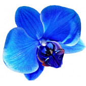 100 Adet Orkide Tohumu + 10 Adet Hollanda Gülü Tohumu thumbnail 8