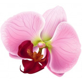10 Adet Phalaenopsis Pembe Orkide Tohum + 10 Adet Tohum - 1