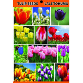 10 Adet Tulip White Seed Beyaz Renk Lale Tohumu + 10 Tohum - 2