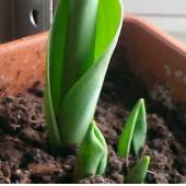 10 Adet Tulip White Seed Beyaz Renk Lale Tohumu + 10 Tohum - 3