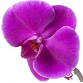 10 Adet Phalaenopsis Mor Orkide Tohumu + Sebze Tohumu 10 A thumbnail 1