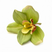10 Adet Phalaenopsis Yeşil Orkide Tohumu - 1