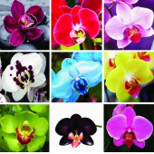 10 Adet Phalaenopsis Mor Orkide Tohumu + Sebze Tohumu 10 A thumbnail 2