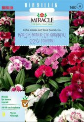 Miracle Karışık Renkli Bodur Çin Karanfili Çiçeği Tohumu (100 tohum) - 1