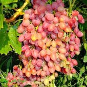 Tüplü Özel Çeşit Kokulu Özbek Üzümü Fidanı - 1