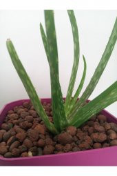 5 Lt 3-8 mm Genleştirilmiş Kil Bilyesi Hidroponik Kil Orkide Kil Bilyesi - 4