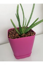 Kil Bilyesi 10 Lt 3-8 Mm Genleştirilmiş Kil Bilyesi Hidroponik Kil Bilyesi Orkide Kil Bilyesi Bitki - 4