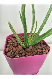 Kil Bilyesi 10 Lt 3-8 Mm Genleştirilmiş Kil Bilyesi Hidroponik Kil Bilyesi Orkide Kil Bilyesi Bitki - 5