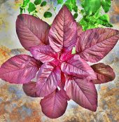 Bordo Yapraklı Amaranth Tohumu thumbnail 1