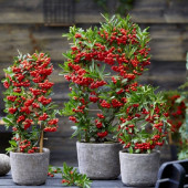 Kırmızı Ateş Dikeni (Pyracantha coccinea) Tohumu 250 Adet - 1