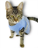 Blue Hersey Beck Kedi Elbisesi Kedi Kıyafeti thumbnail 4