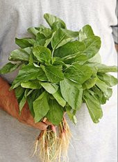 Yeşil Yapraklı Amarant Tohumu thumbnail 2